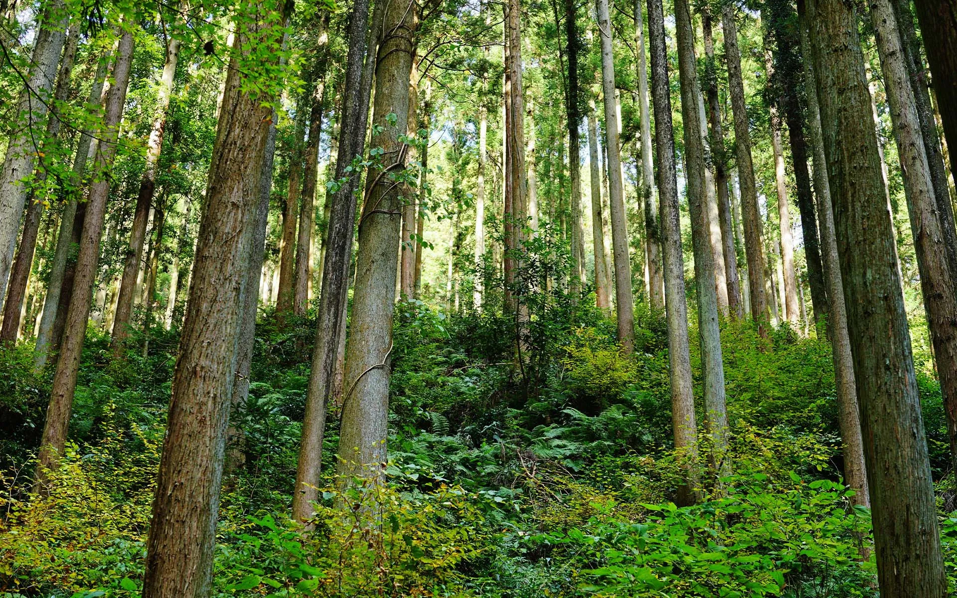 合同会社北山FRONTIER